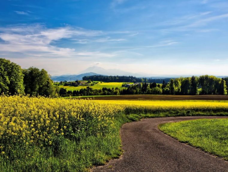 Meadow of yellow flowers with pathway